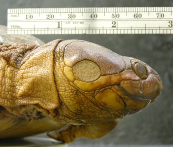 Media type: image; Herpetology R-30016